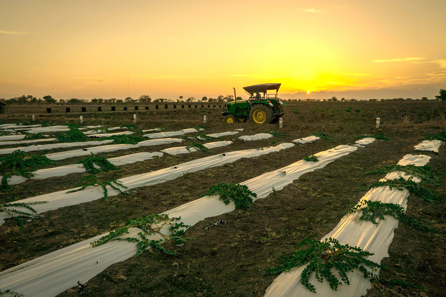 Organic moringa powder supplied by Ishka Farms, your trusted organic moringa powder supplier.