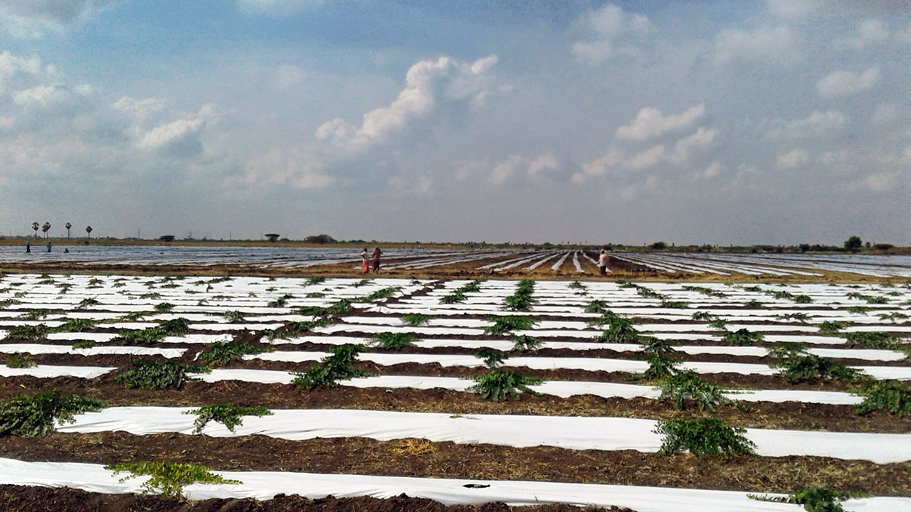 Organic moringa powder supplied by Ishka Farms, your trusted organic moringa powder supplier.