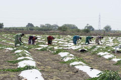 Farm workers harvesting organically grown capers in Ishka Farms agricultural field